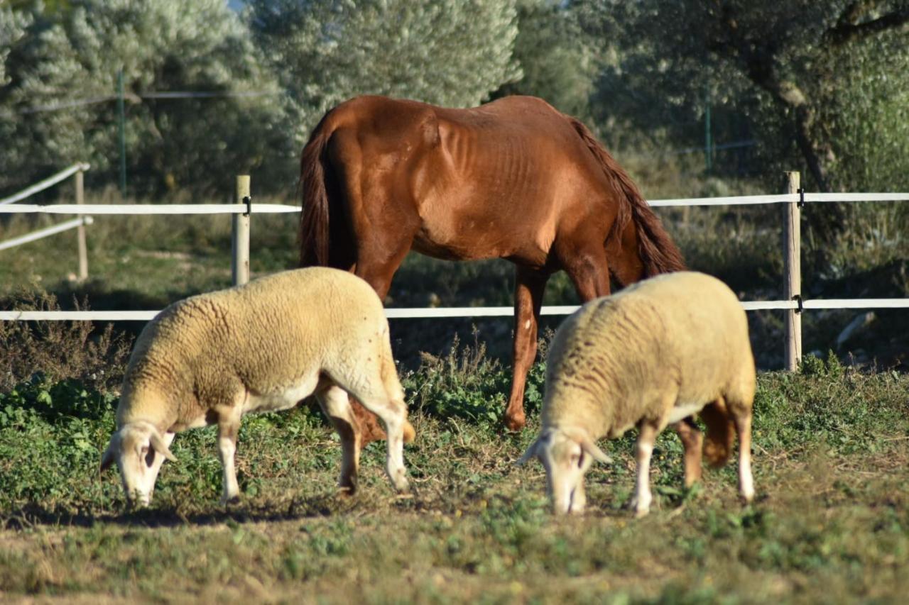 Casa Con Vistas, Piscina Y Animales De Granja, La Caseta Tarragona Luaran gambar