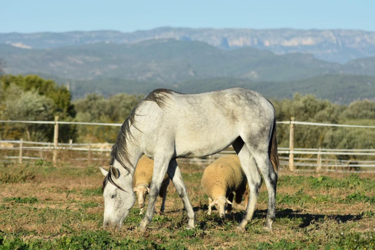 Casa Con Vistas, Piscina Y Animales De Granja, La Caseta Tarragona Luaran gambar